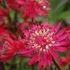 Astrantia Claret